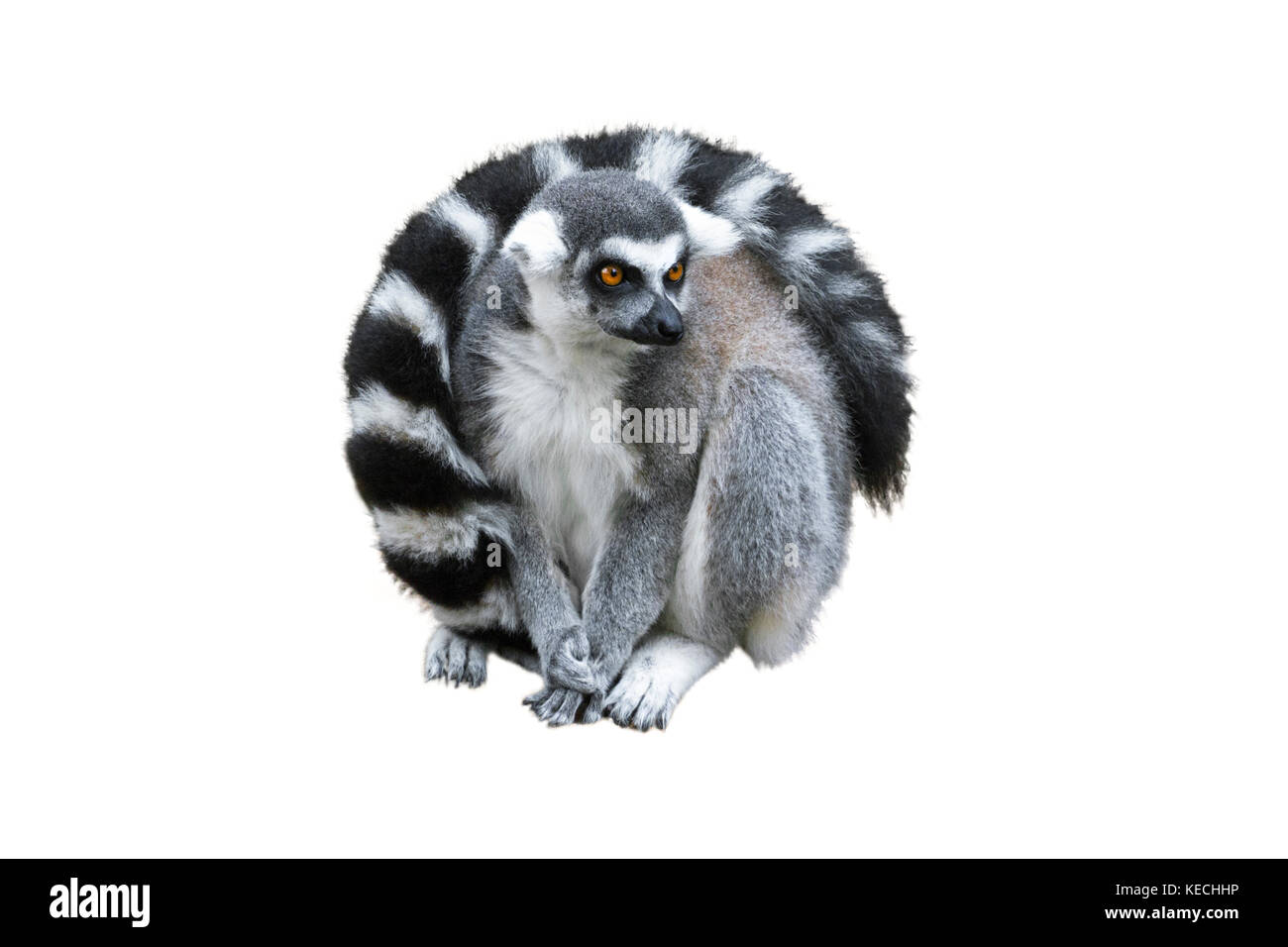 Anello-tailed lemur (Lemur catta) isolato su bianco Foto Stock