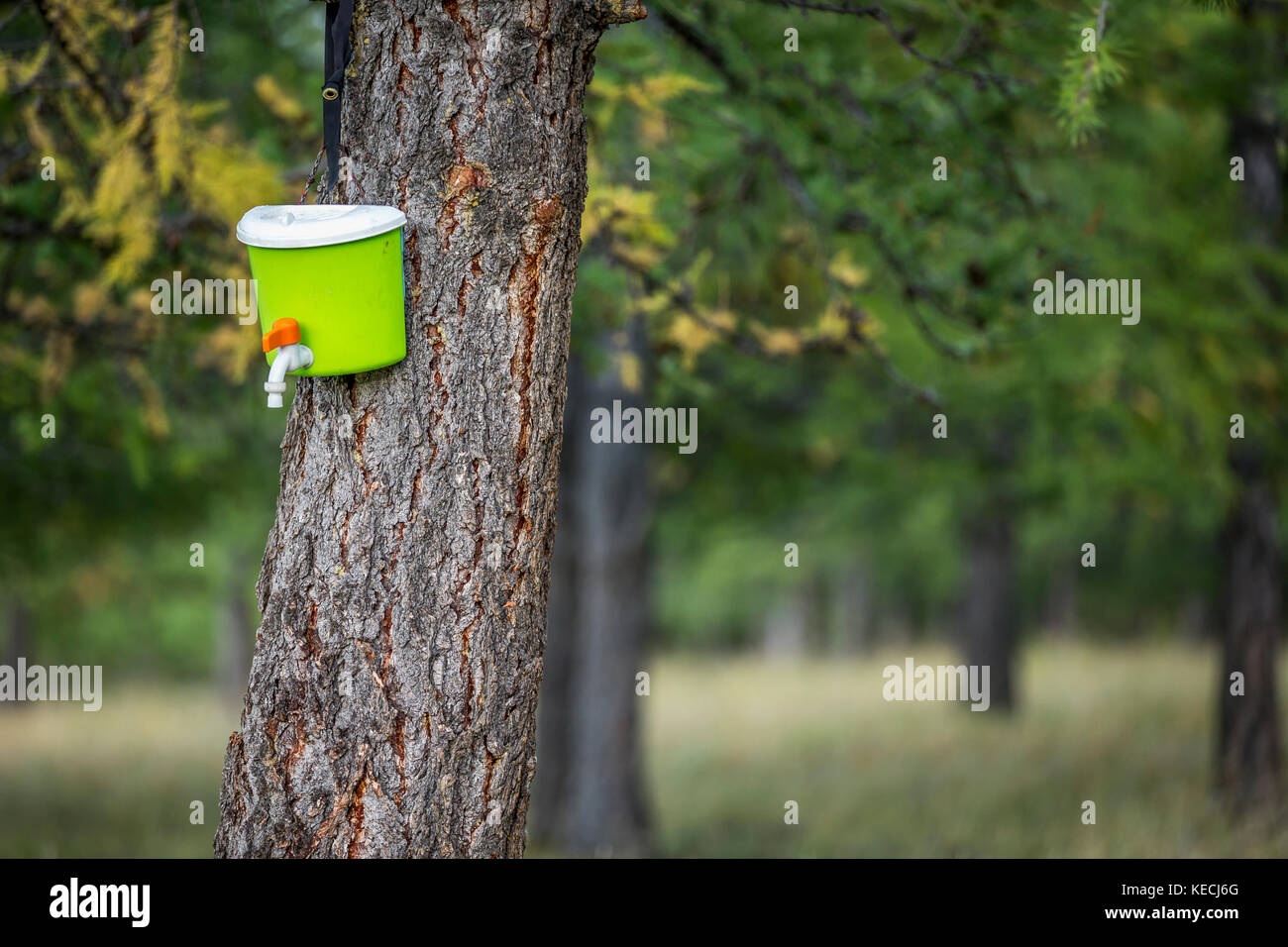 Liquido per le mani con plastica barattolo su un albero in una foresta Foto Stock