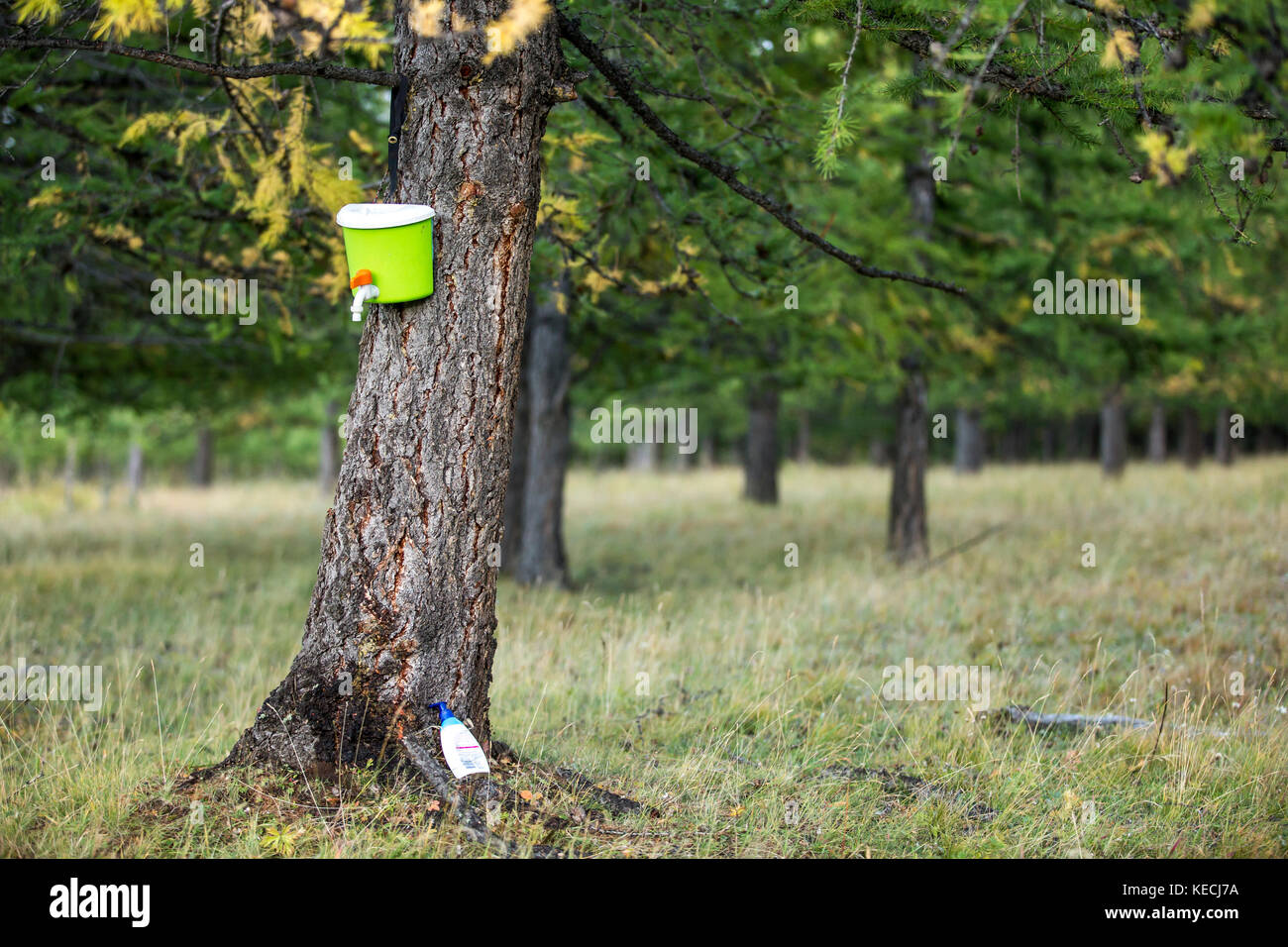 Liquido per le mani con plastica barattolo su un albero in una foresta Foto Stock