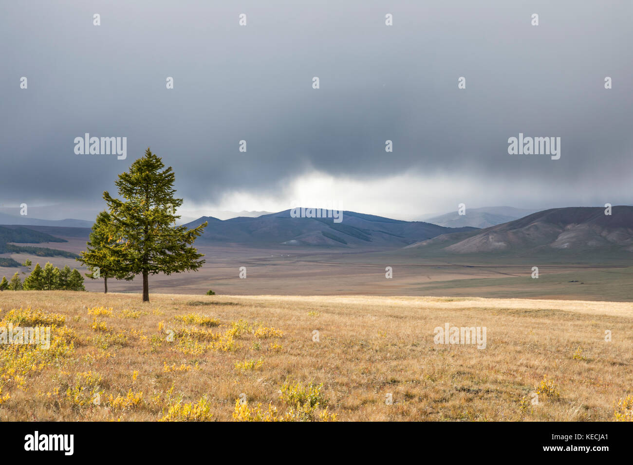 Alberi in un nord paesaggio mongolo Foto Stock