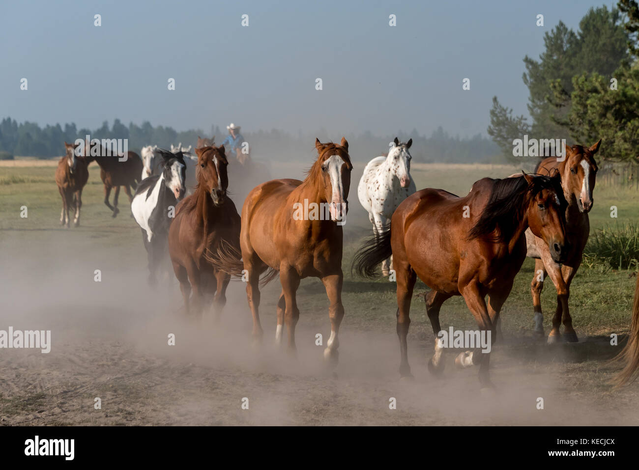 Cavalli marrone in esecuzione in un prato di erba come un wrangler li porta a. Foto Stock