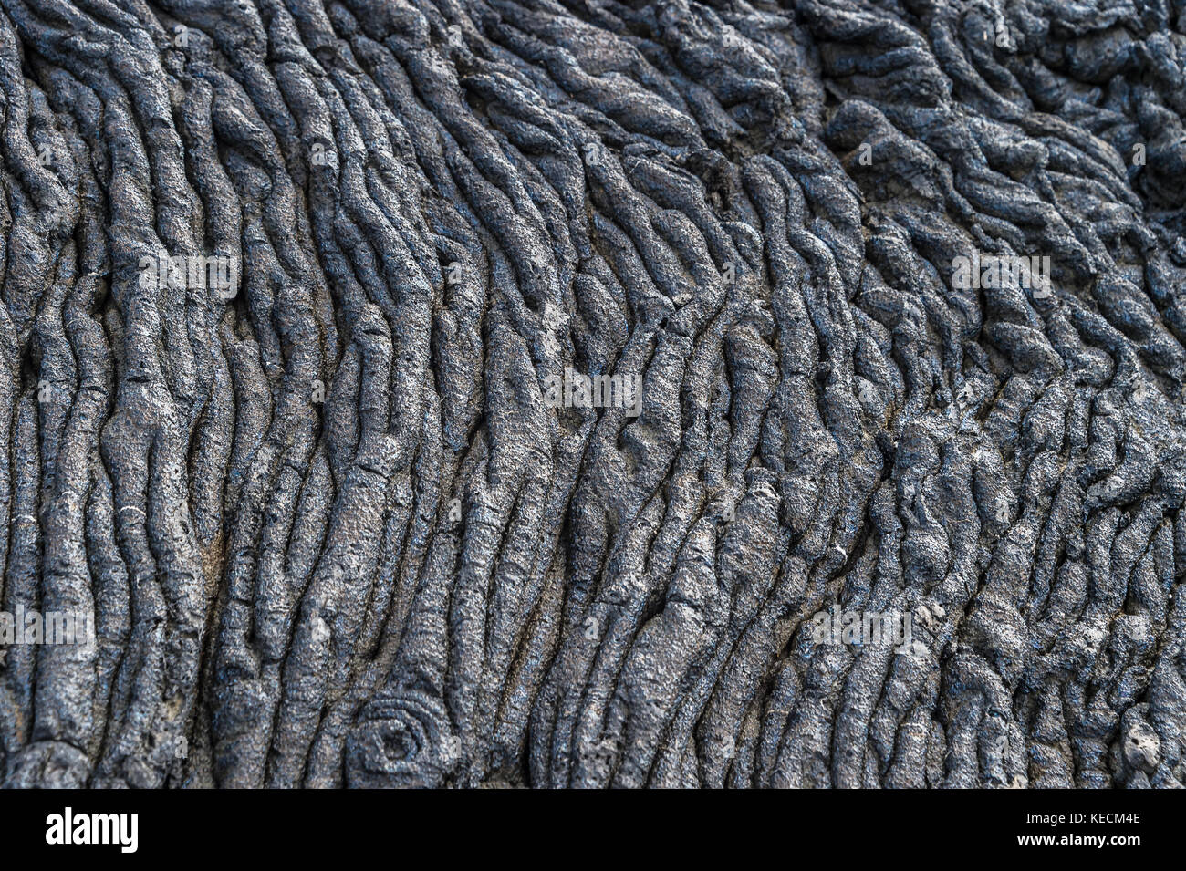 Pahoehoe o corda lavica, sull'isola di Rabida, Galapagos. È formato da roccia ignea, che creano bizzarri motivi mentre si raffredda conosciuta come scultura lavica. Foto Stock