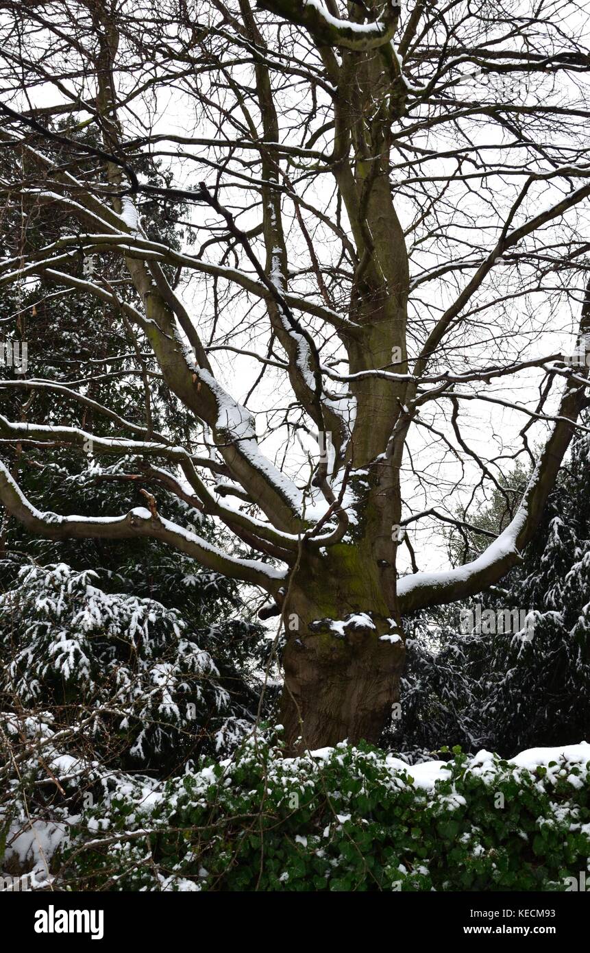 I rami degli alberi spolverato di neve nella scena invernale Foto Stock
