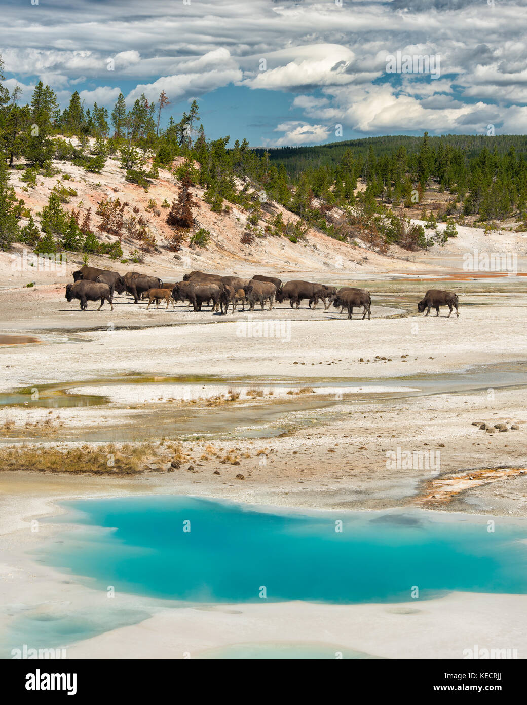 Bison herd dietro la piscina colloidale al Norris Geyser Basin nel Parco Nazionale di Yellowstone, Wyoming Foto Stock