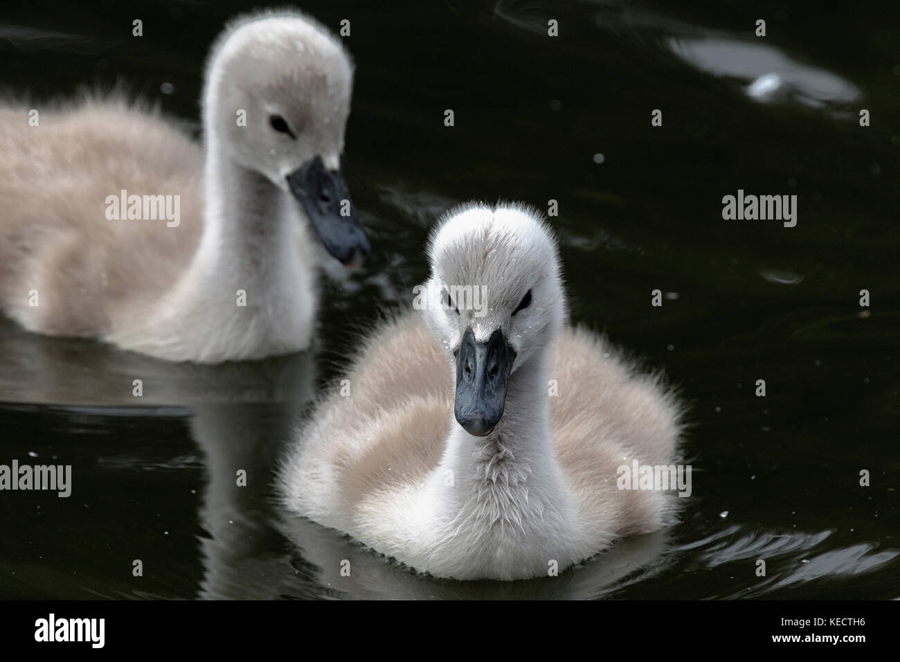 Cygnet cigni (Cygnus olor) nuoto su un lago a Roundhay Park, West Yorkshire, Inghilterra, Regno Unito. Foto Stock