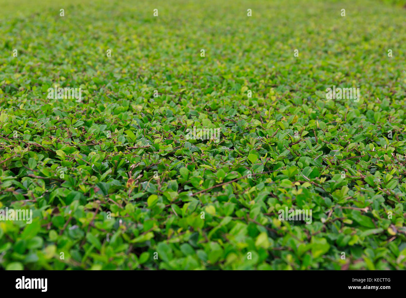 Superficie di erba verde in un giardino pubblico. Foto Stock