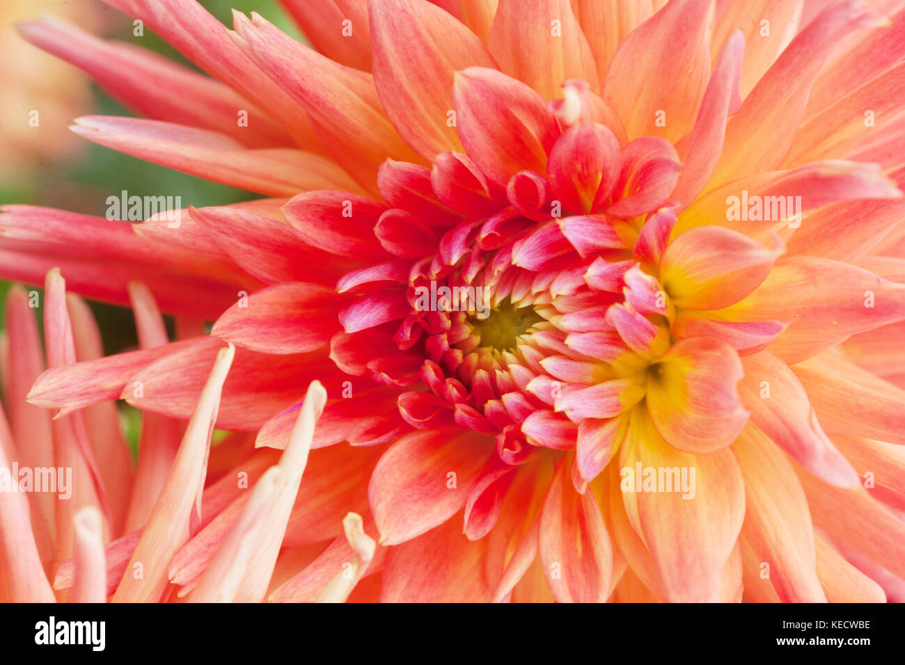 Arancio dahlia ' Gizela' primo piano fiore in fiore pastello fiore Foto Stock