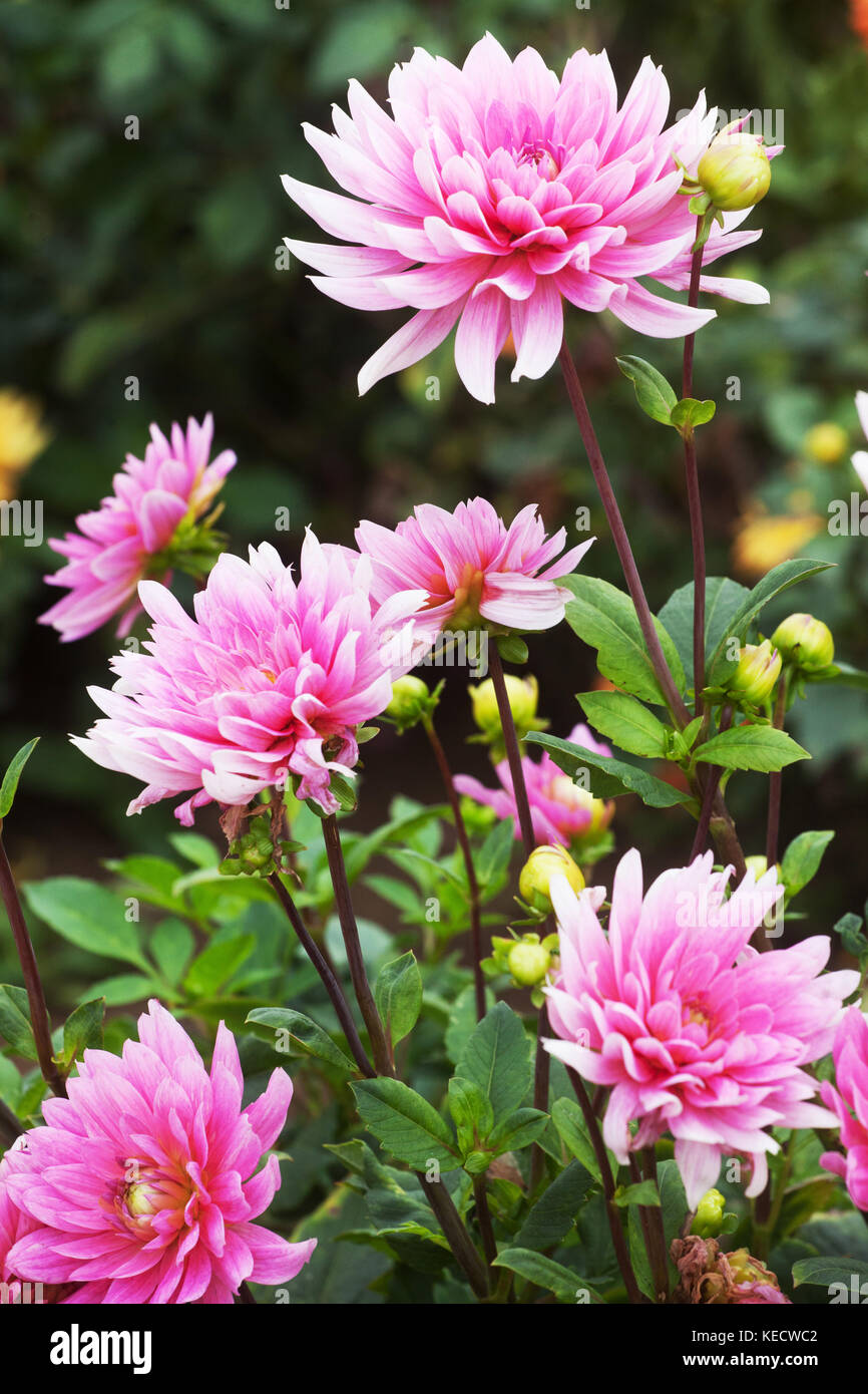 Rosa viola dahlia ' Cygnus' fioritura Foto Stock