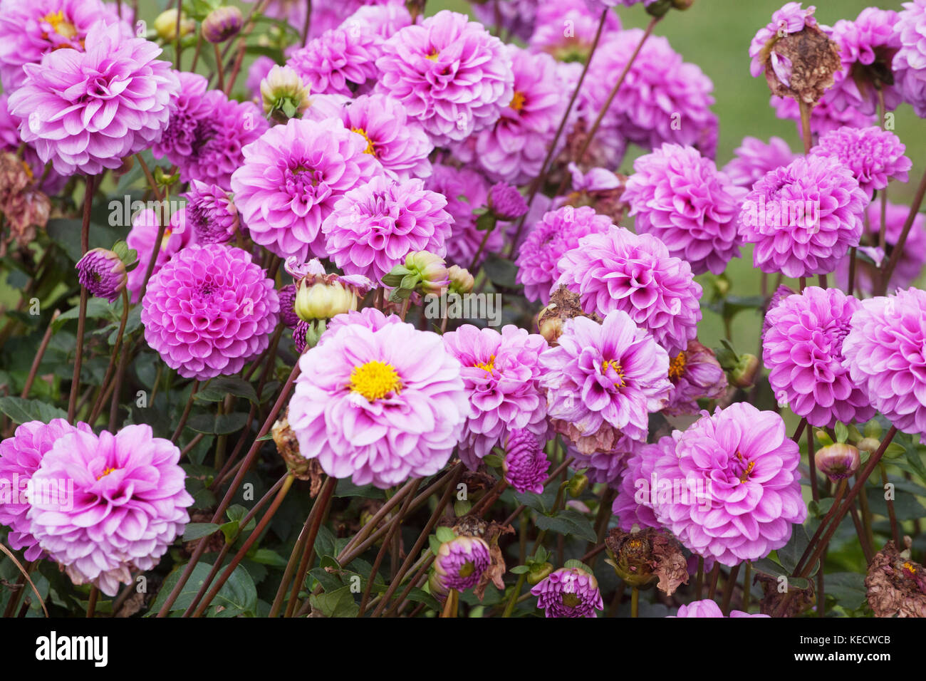 Letto di confine dahlia ' Bolero' viola rosa, dahlias con fiori in fiore Foto Stock