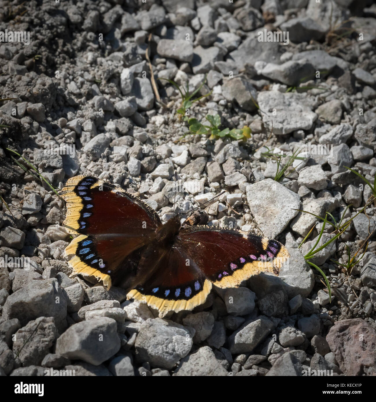 Lutto mantello butterly appoggiata al sole sulle pietre Foto Stock