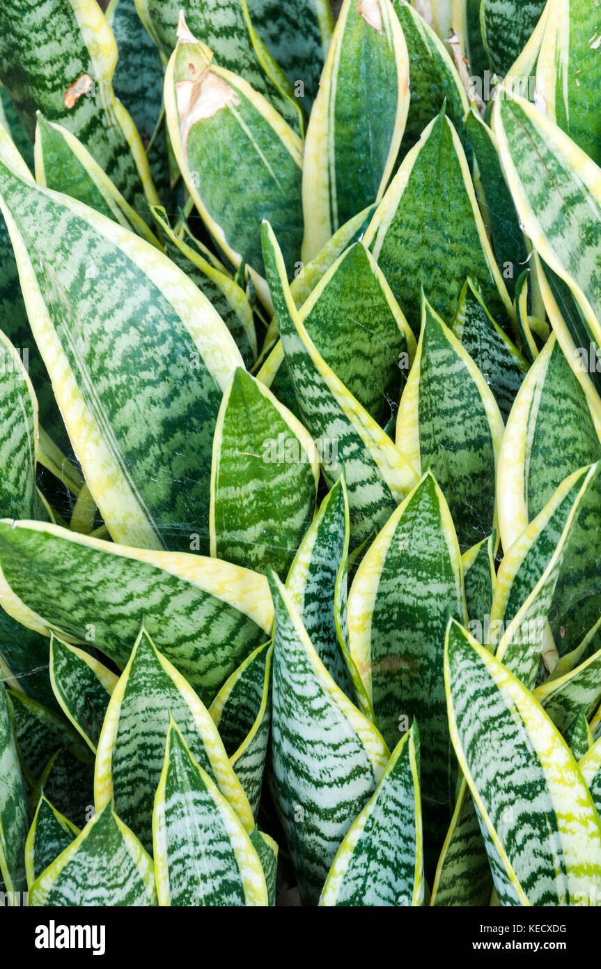 Sansevieria trifasciata 'Laurentii Nana' Foto Stock