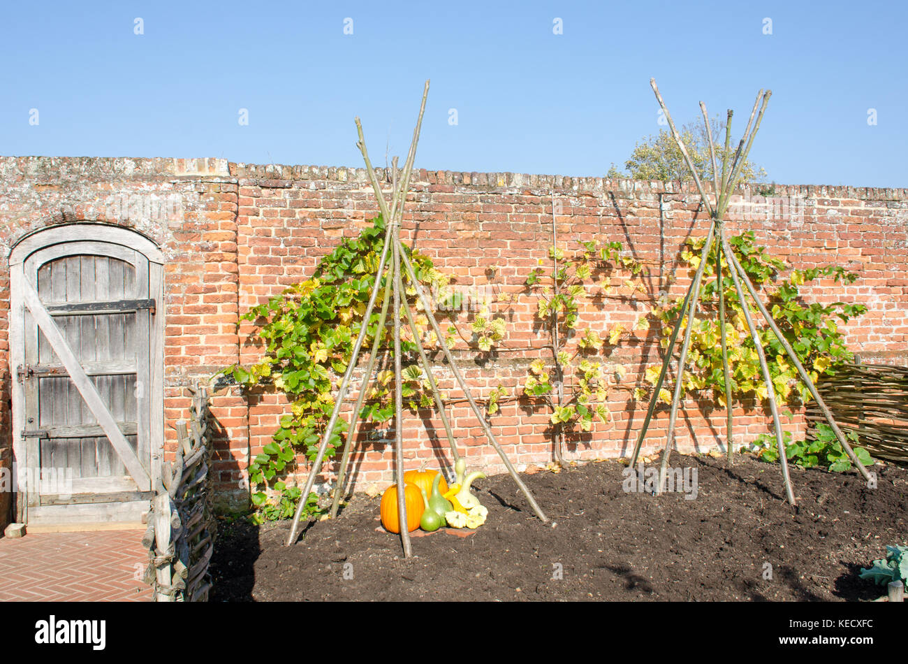 Inglese il giardino murato con zucche sul display Foto Stock