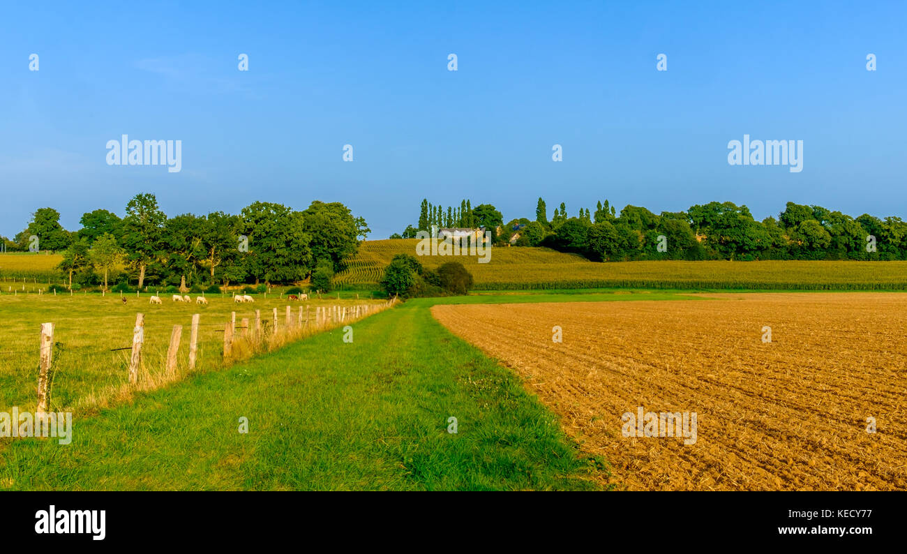 Campo Arato in Mayenne campagna in estate, Francia Foto Stock