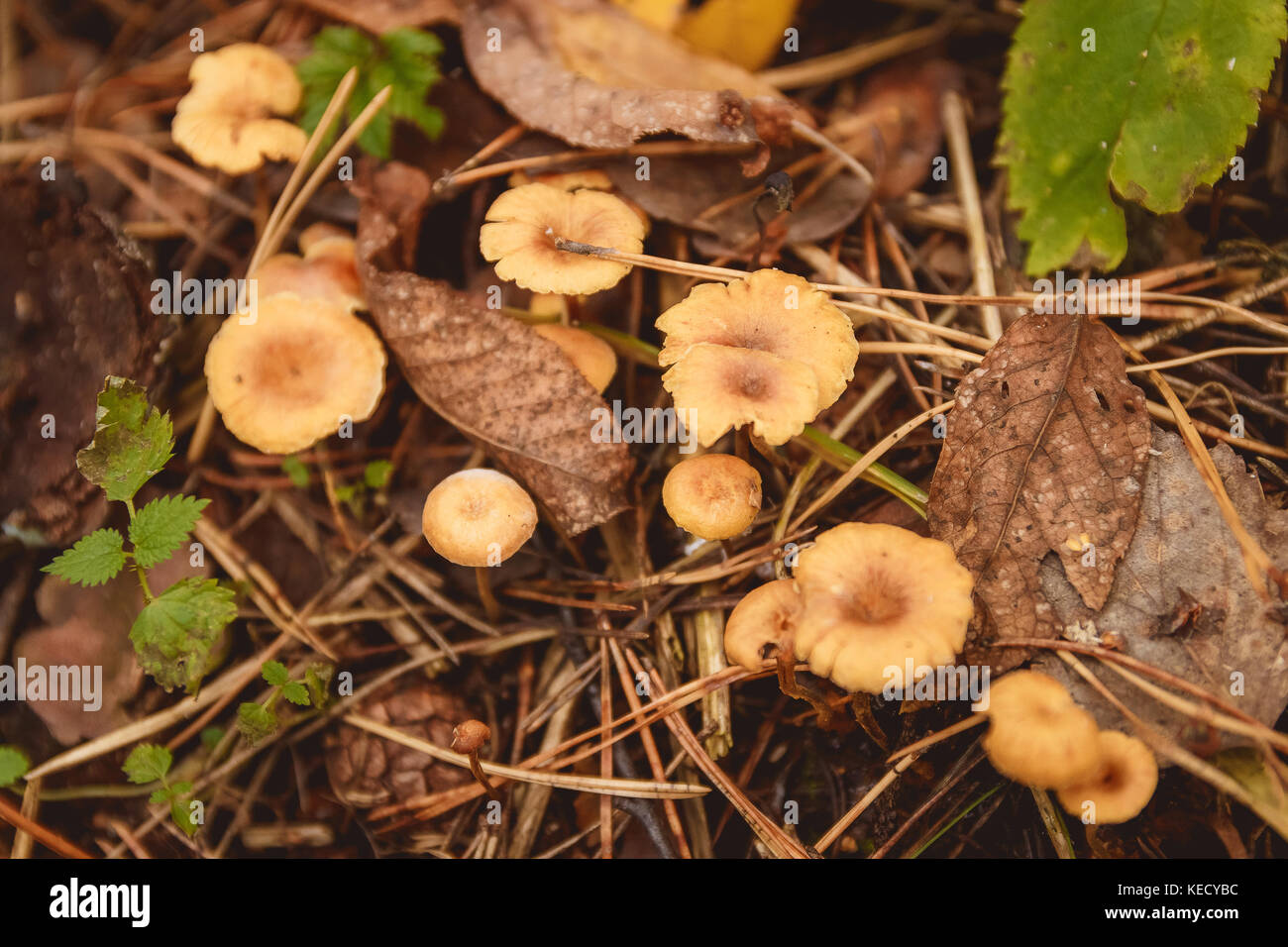 I funghi in una radura in un autunno foresta di funghi. Foto Stock
