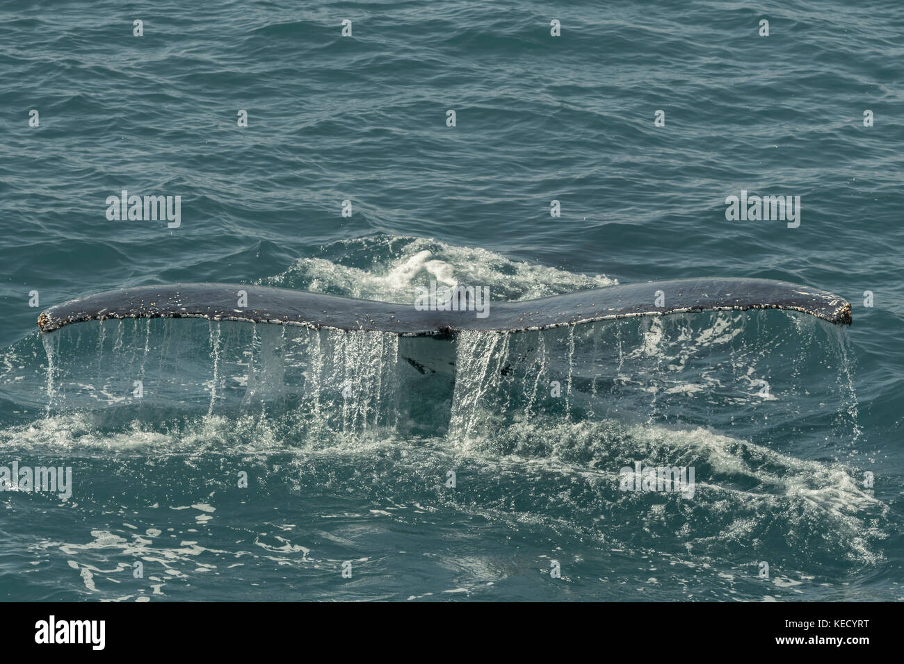 Humpback Whale (Megaptera novaeangliae) immersioni e visualizzando la sua coda. Foto Stock
