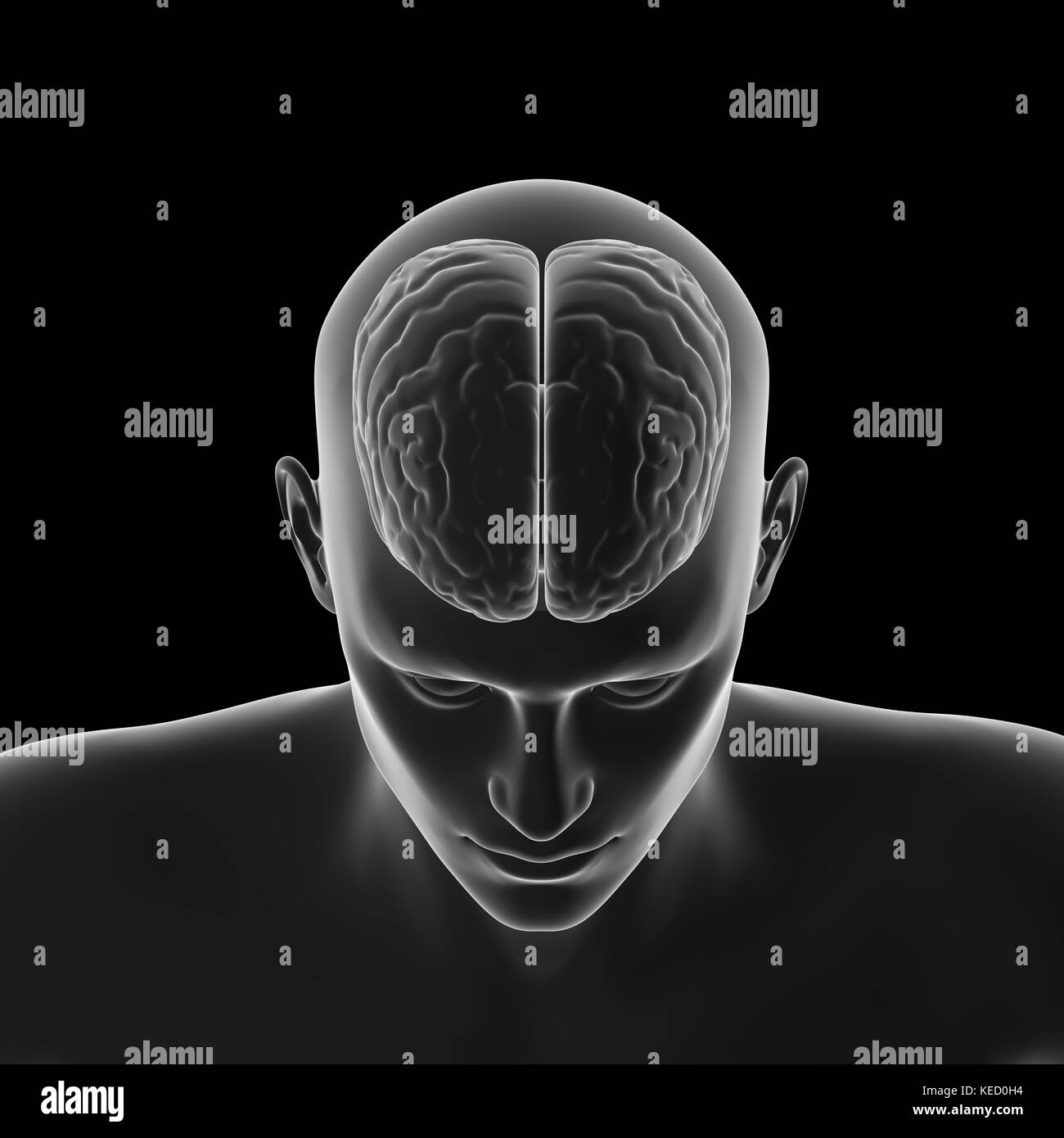 Cervello umano, anatomia, testa Foto Stock