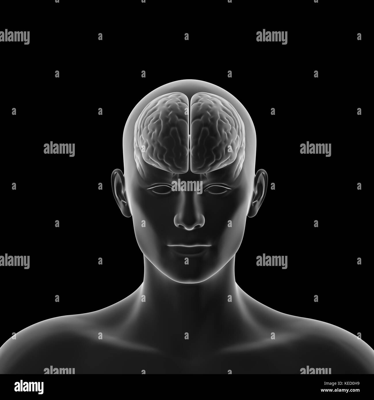 Cervello umano, anatomia, testa Foto Stock