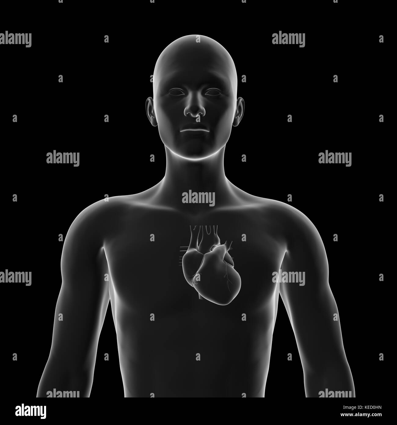 Il cuore umano, anatomia Foto Stock