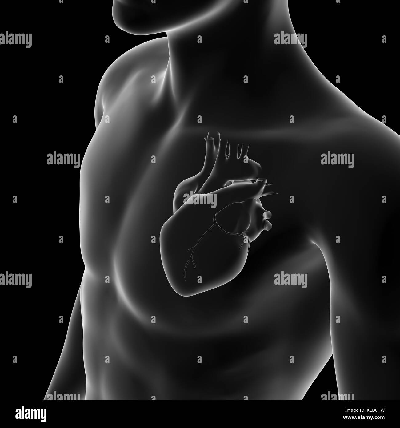 Il cuore umano, anatomia Foto Stock