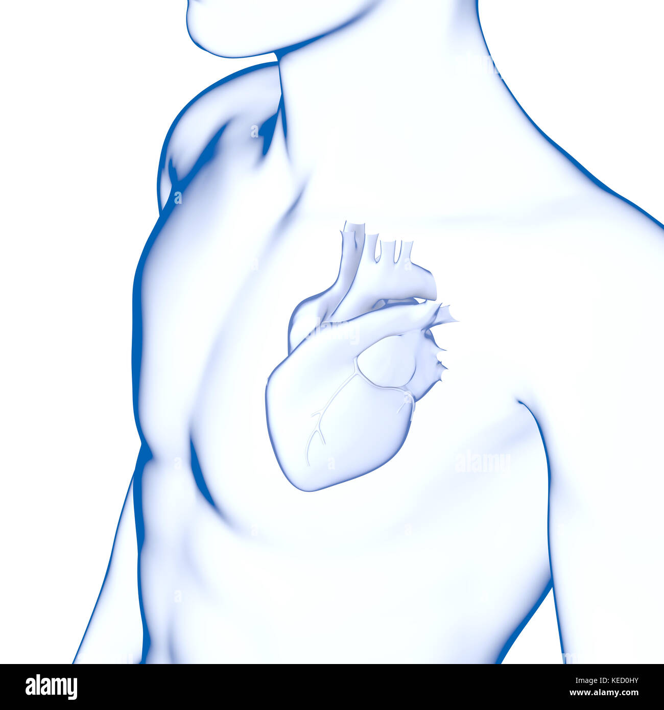 Il cuore umano, anatomia Foto Stock