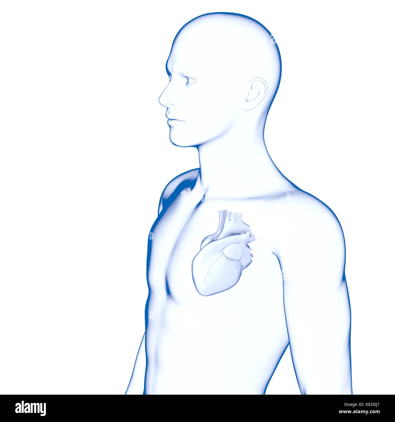 Il cuore umano, anatomia Foto Stock