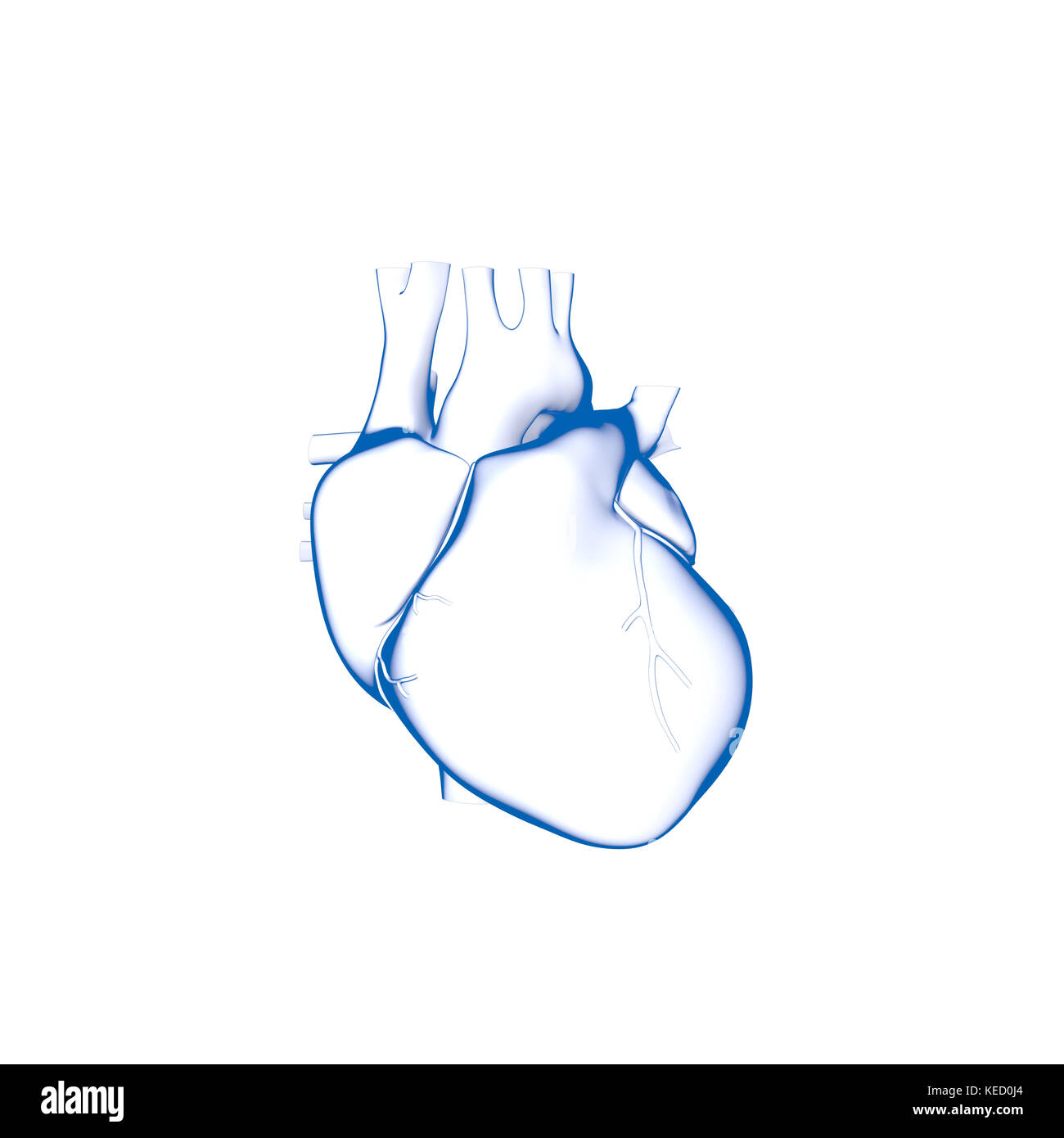 Il cuore umano, anatomia Foto Stock