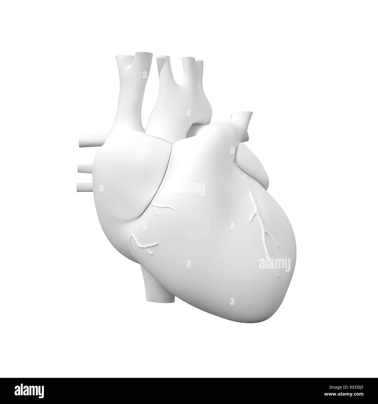 Il cuore umano, anatomia Foto Stock