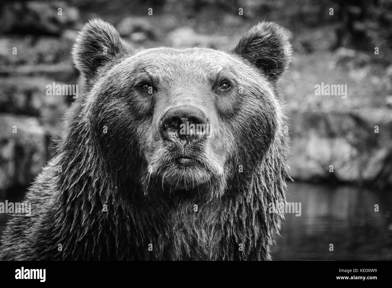 Close up di orso bruno starring in the Beholder Foto Stock
