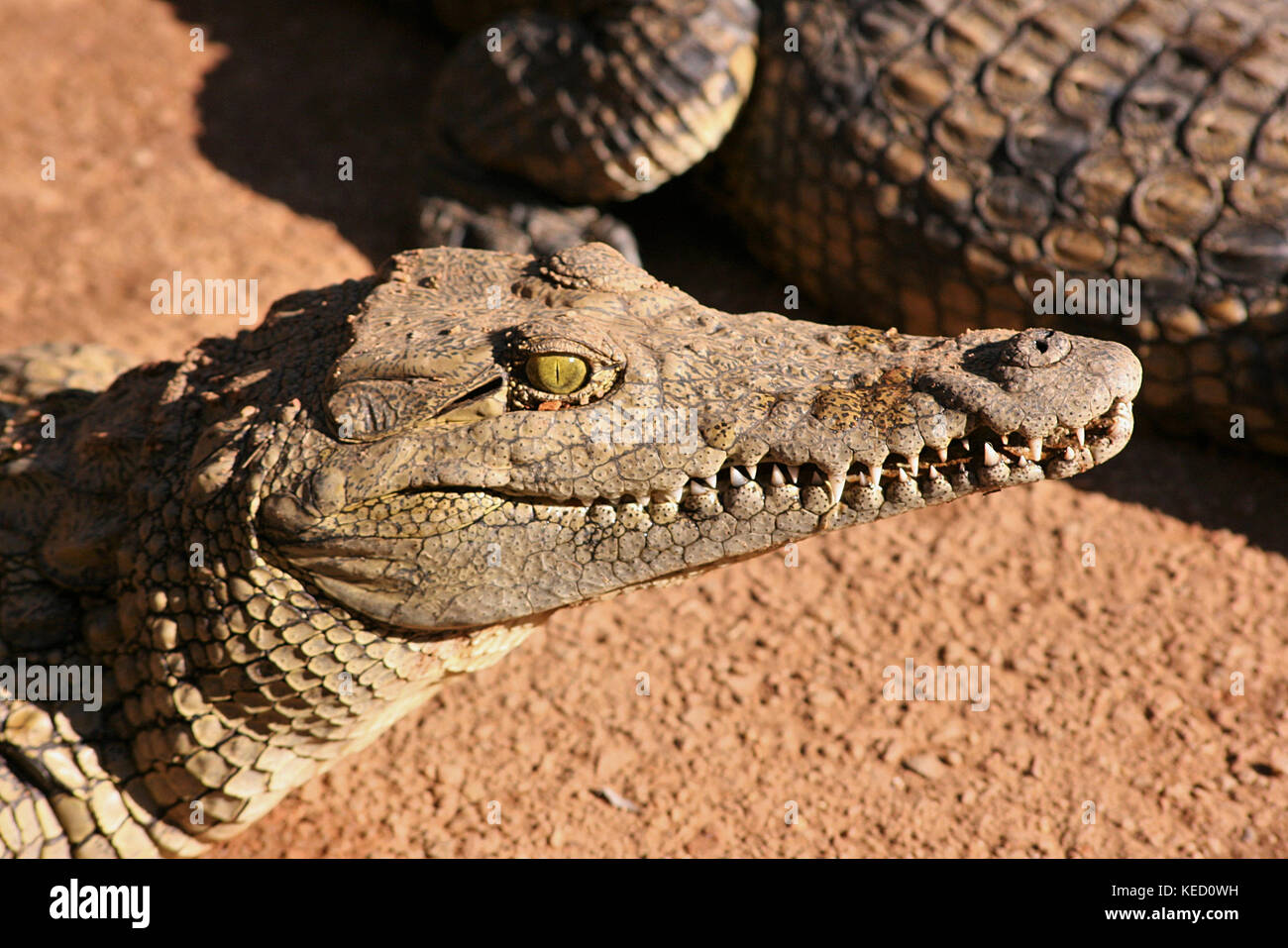 Coccodrillo del Nilo nella Provincia di Limpopo, Sud Africa Foto Stock