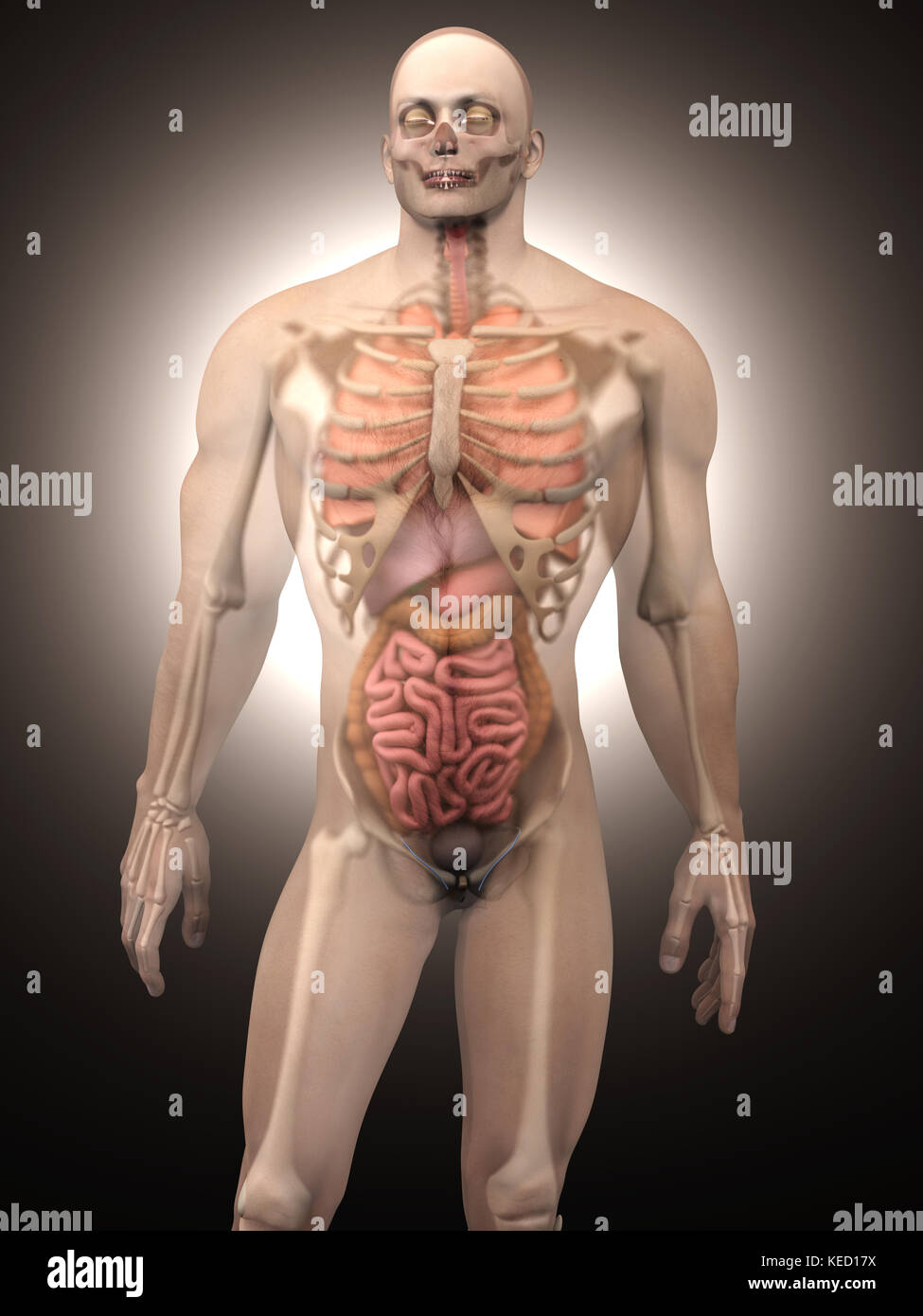 La visualizzazione 3D di anatomia umana. Gli organi interni in un semi  trasparente corpo maschio Foto stock - Alamy