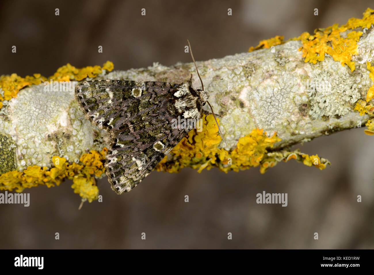 Il coronet moth ( craniophora ligustri) adulto in appoggio sul lichen coperto ramoscello, monmouth, Galles, luglio Foto Stock