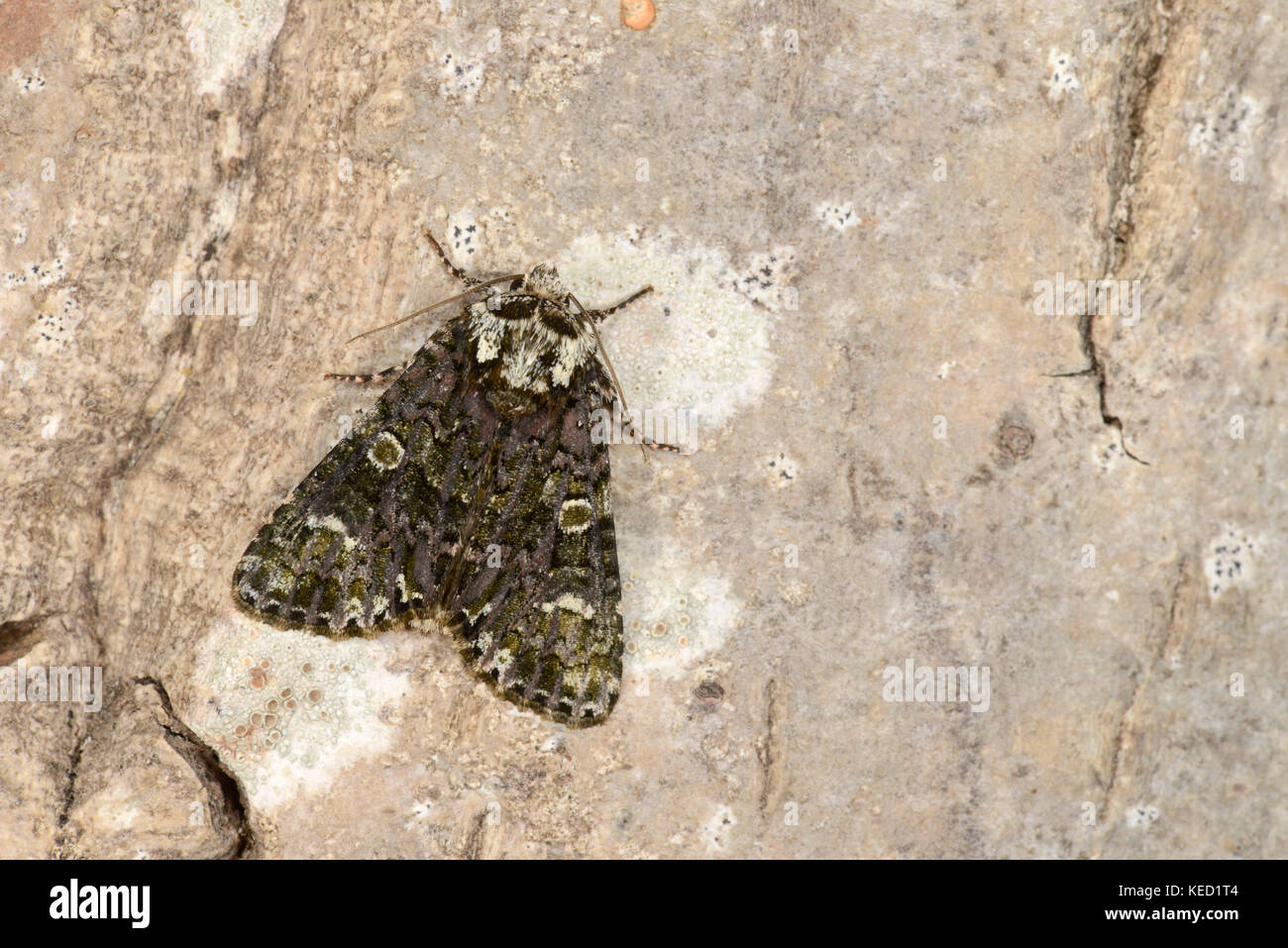 Il coronet moth ( craniophora ligustri) adulto in appoggio sul lichen coperto ramoscello, monmouth, Galles, luglio Foto Stock