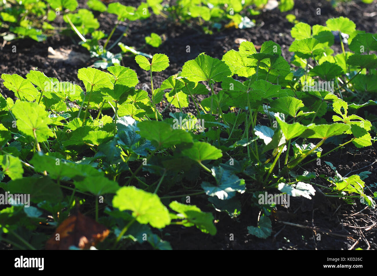Malva verde erba a giornata soleggiata, a basso punto di vista. concetto di piante medicinali. Foto Stock