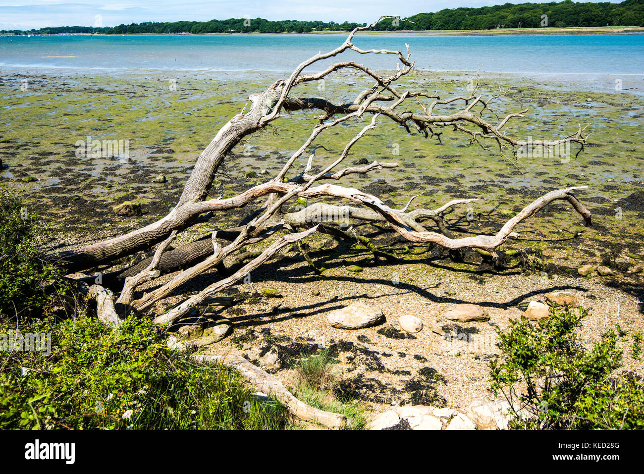 Innalzamento del livello del mare - crollo dell'albero. Man mano che il livello medio del mare sale - forse a causa del riscaldamento globale - gli alberi che un tempo erano sulla terraferma crollano in mare. Foto Stock