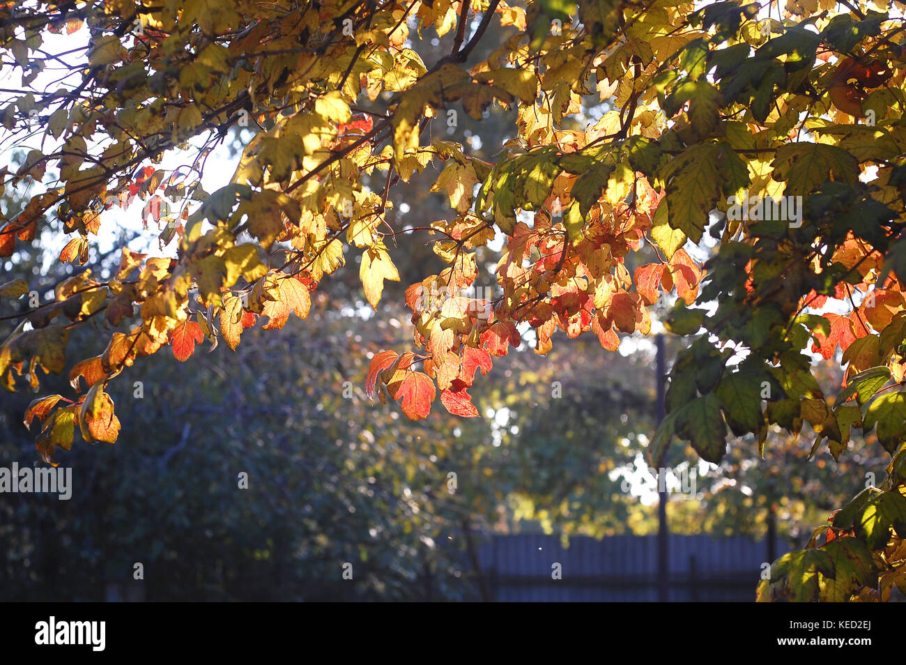 Lussureggiante fogliame di autunno di snowball tree retroilluminati da luce del sole al tramonto. concetto di piante medicinali. autunno magnifico sfondo. il fuoco selettivo bokeh di fondo. Foto Stock