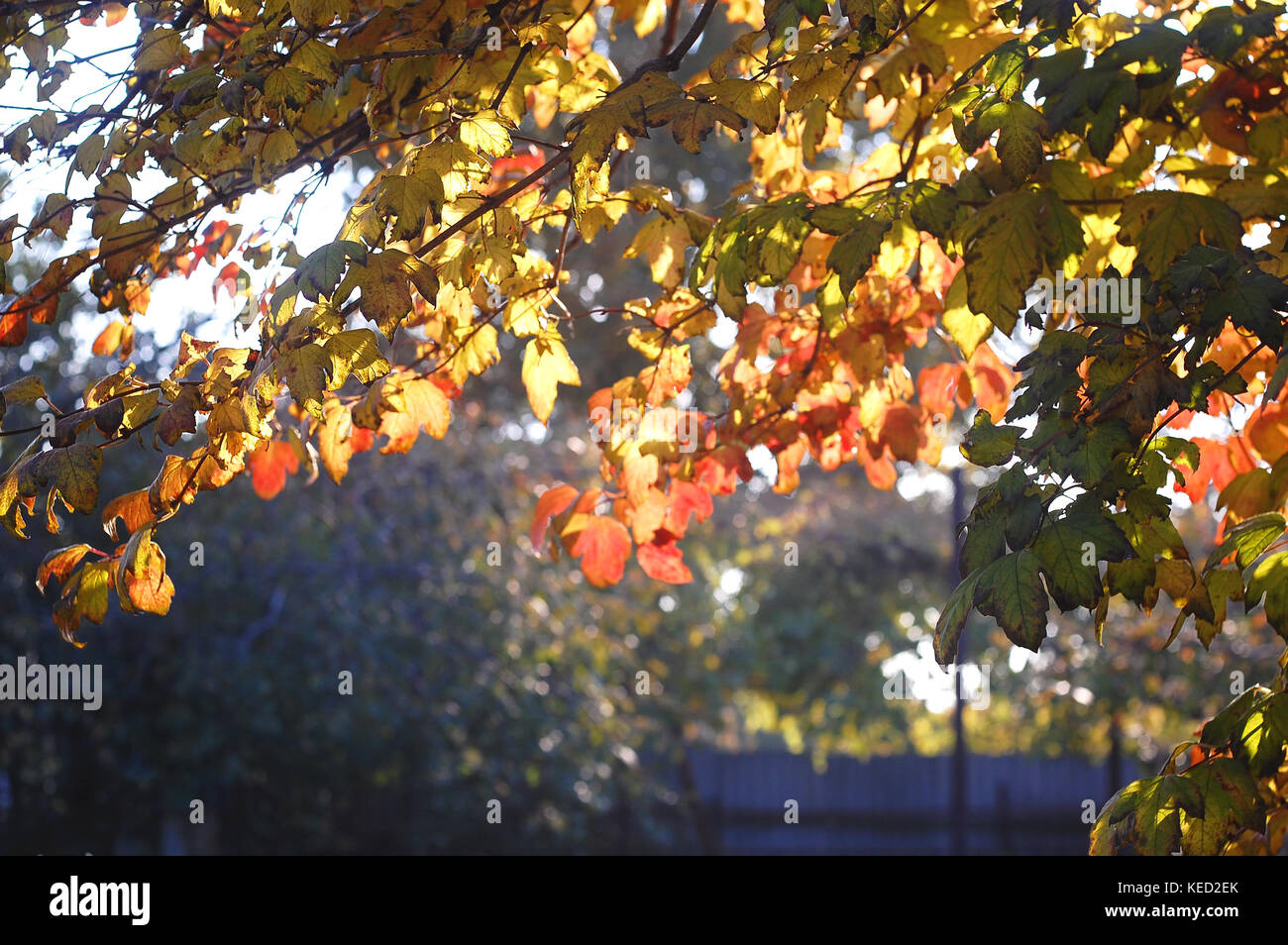 Lussureggiante fogliame di autunno di snowball tree retroilluminati da luce del sole al tramonto. concetto di piante medicinali. autunno magnifico sfondo. il fuoco selettivo bokeh di fondo. Foto Stock