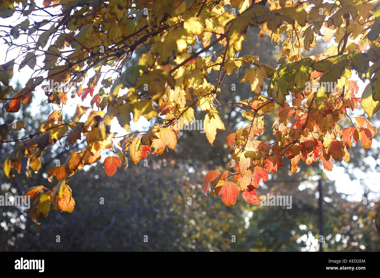 Lussureggiante fogliame di autunno di snowball tree retroilluminati da luce del sole al tramonto. concetto di piante medicinali. autunno magnifico sfondo. il fuoco selettivo bokeh di fondo. Foto Stock