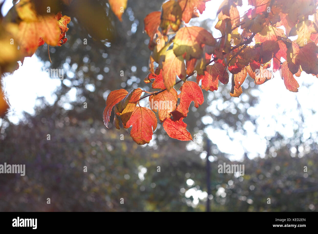 Lussureggiante fogliame di autunno di snowball tree retroilluminati da luce del sole al tramonto. concetto di piante medicinali. autunno magnifico sfondo. il fuoco selettivo bokeh di fondo. Foto Stock