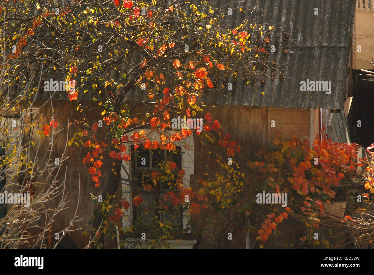 Vecchia casa con saturnino pareti rosse e autunno cortile in giornata soleggiata. concetto di autunno in una piccola città. vista dall'alto. Foto Stock