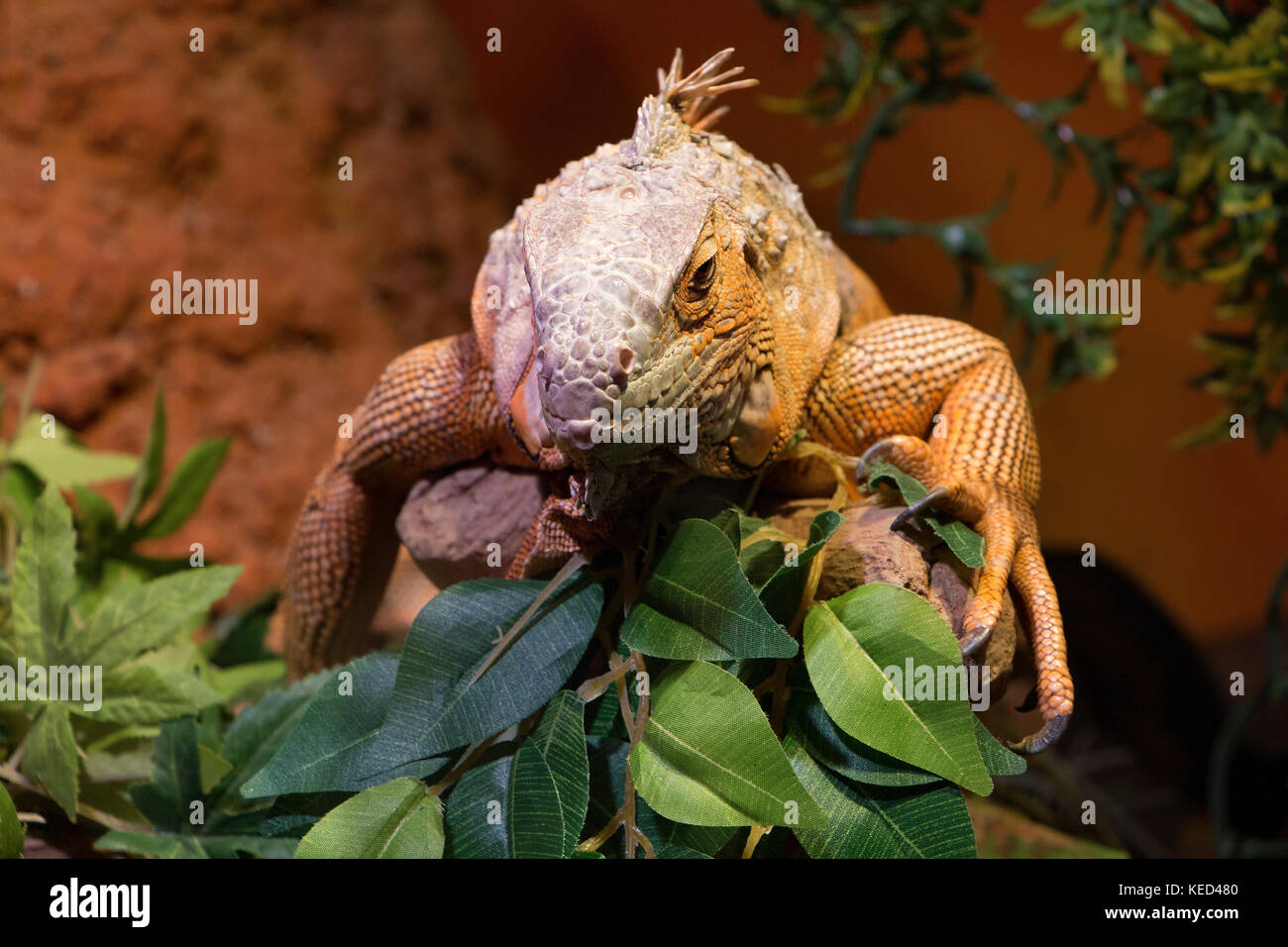 Grossa iguana Foto Stock