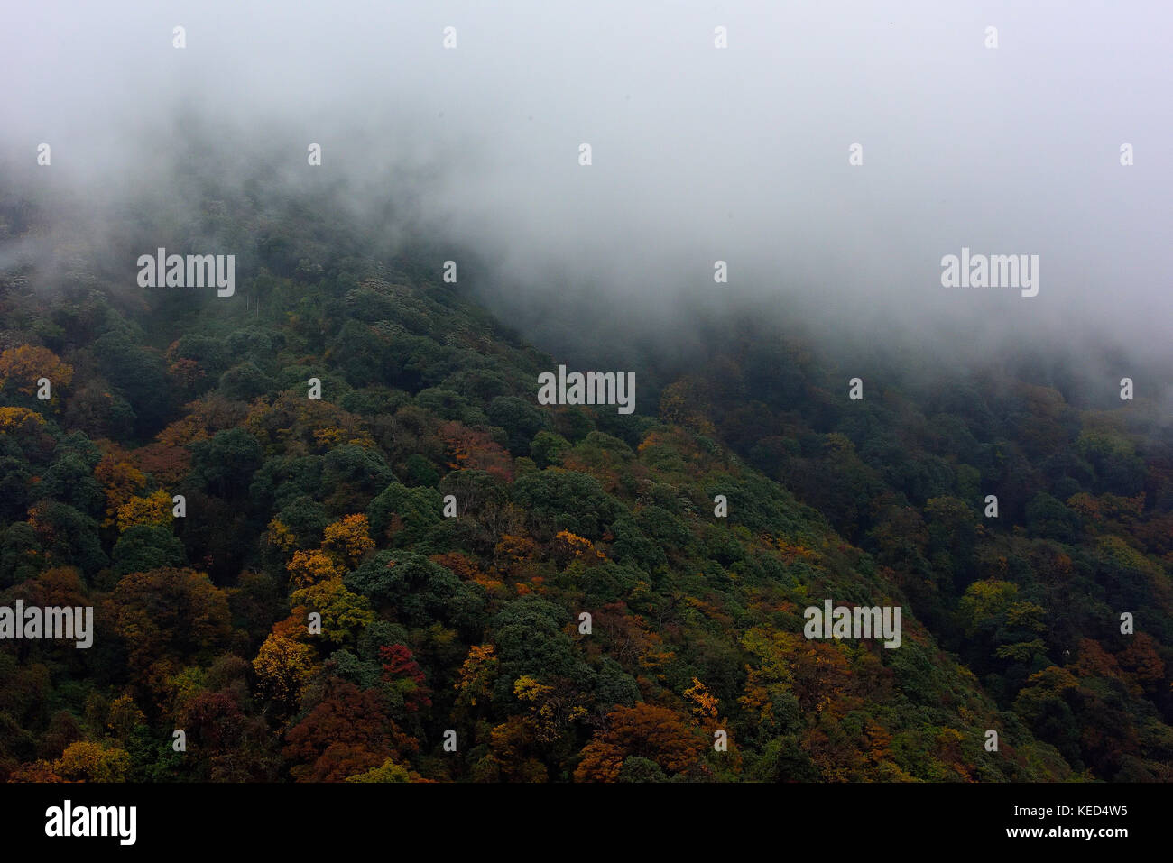 Cloud forest di eaglenest Wildlife Sanctuary, Arunachal Pradesh, India Foto Stock