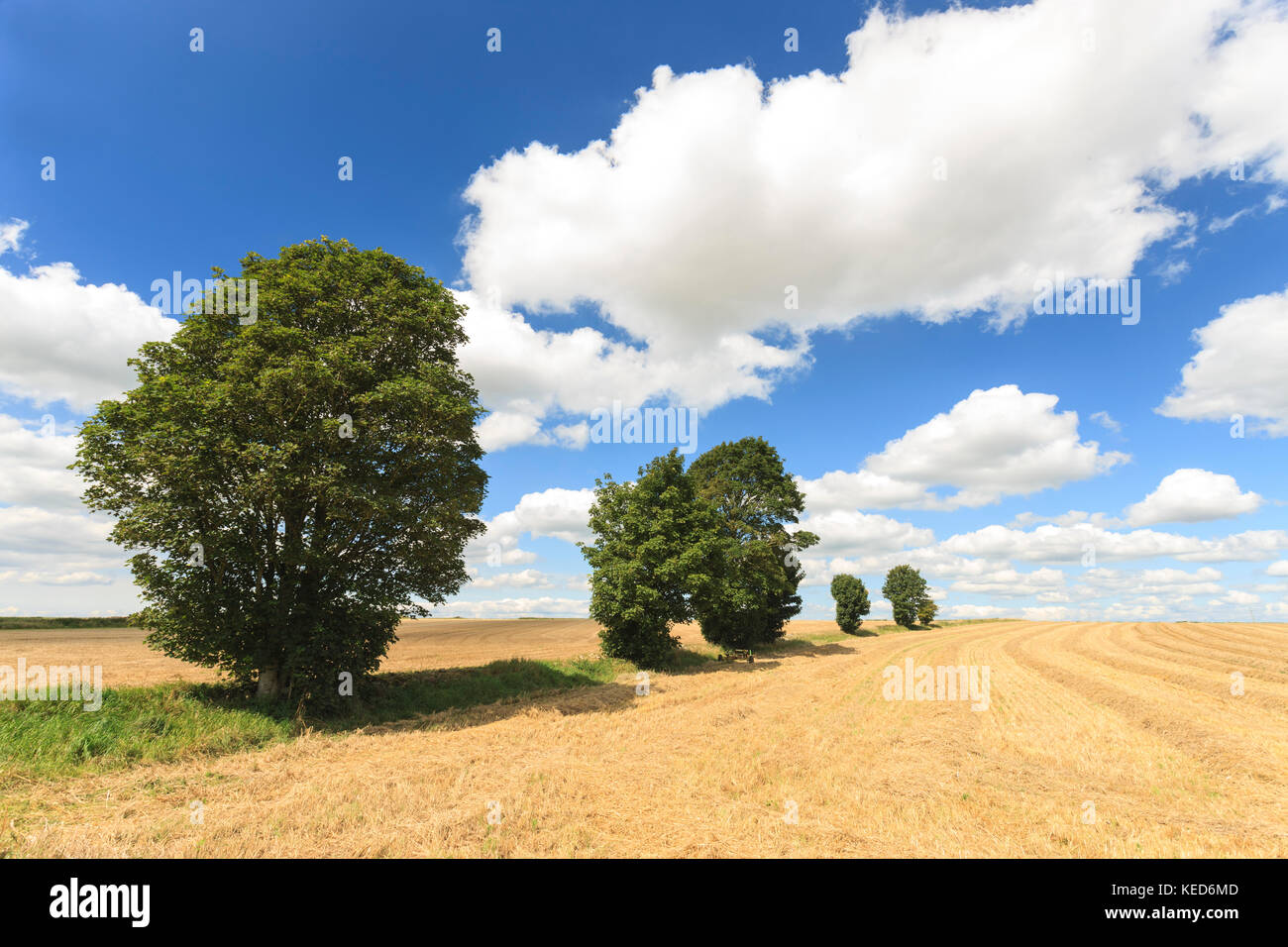 Un campo di grano mietuto. Foto Stock