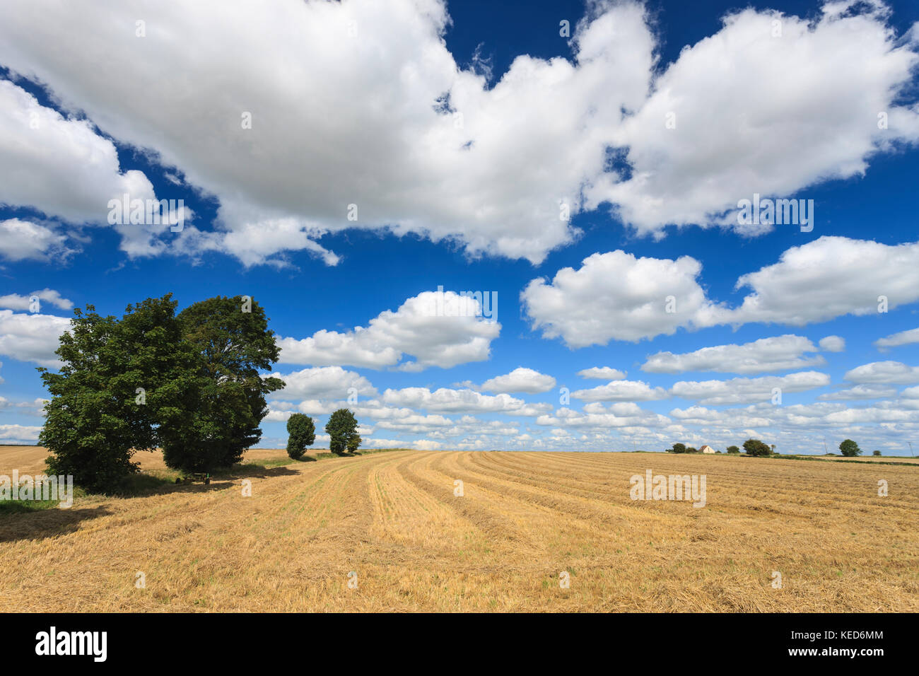 Un campo di grano mietuto. Foto Stock