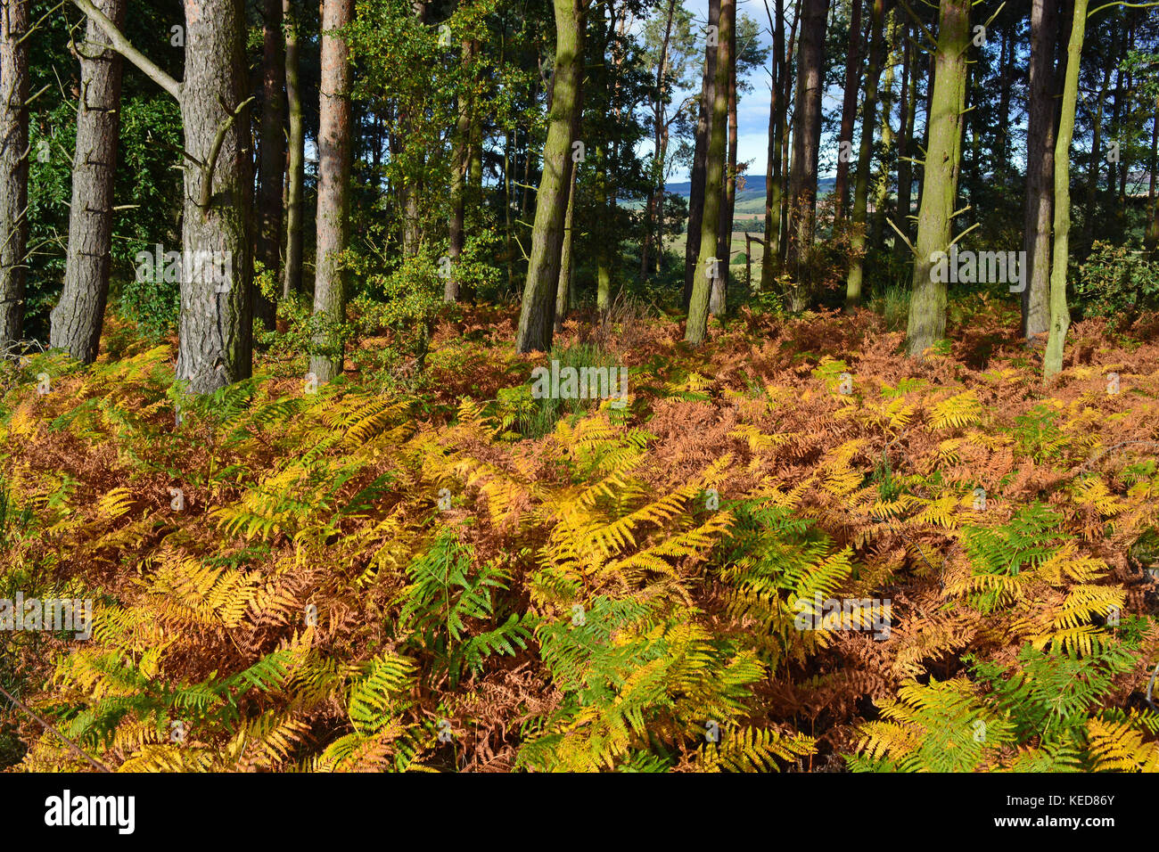 Fowberry boschi, i colori autunnali Foto Stock
