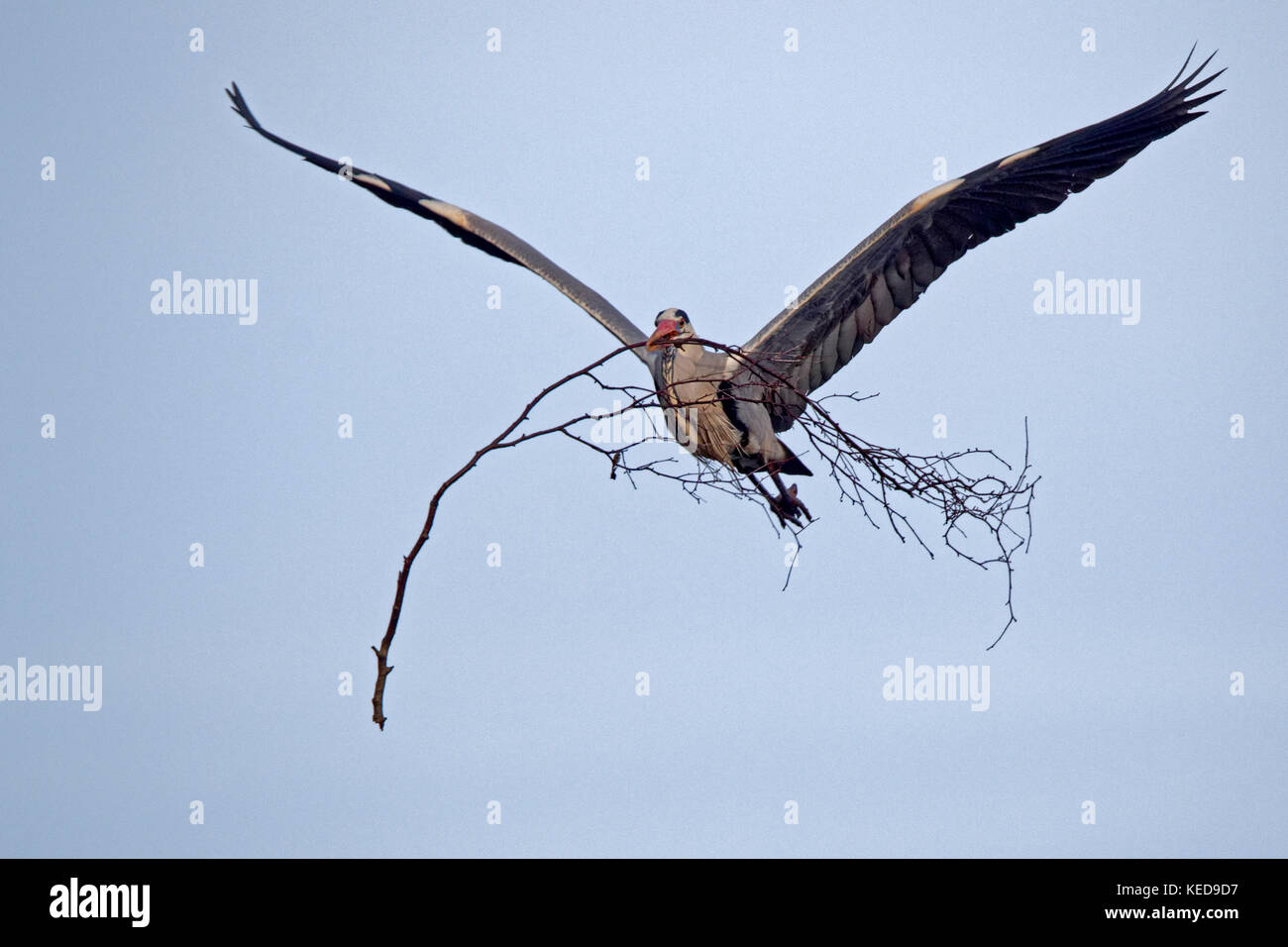 Airone cinerino (Ardea cinerea) con materiale di nidificazione nel suo becco, Germania, Europa Foto Stock