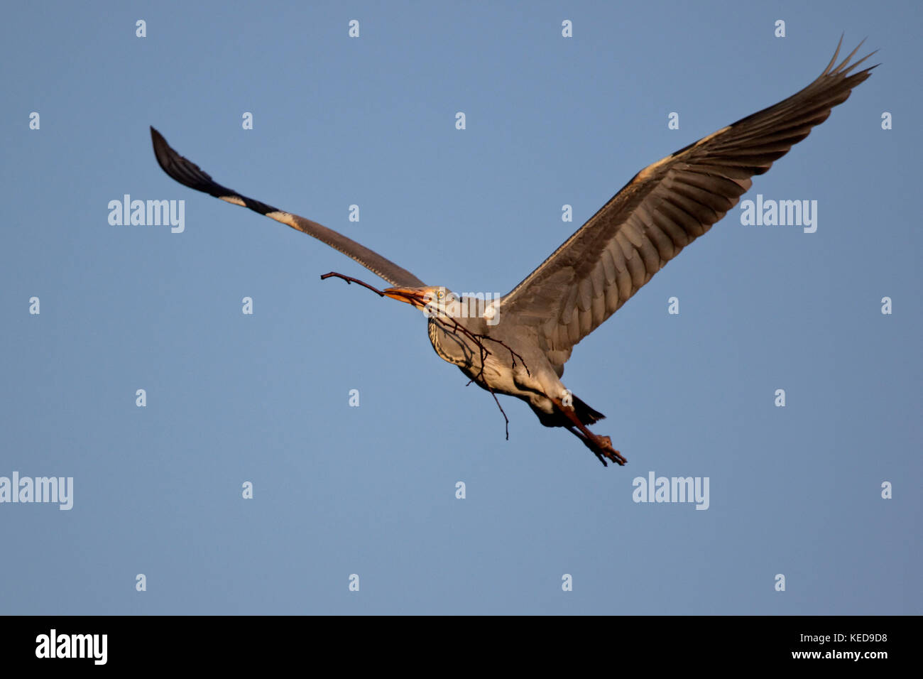 Airone cinerino (Ardea cinerea) con materiale di nidificazione nel suo becco, Germania, Europa Foto Stock