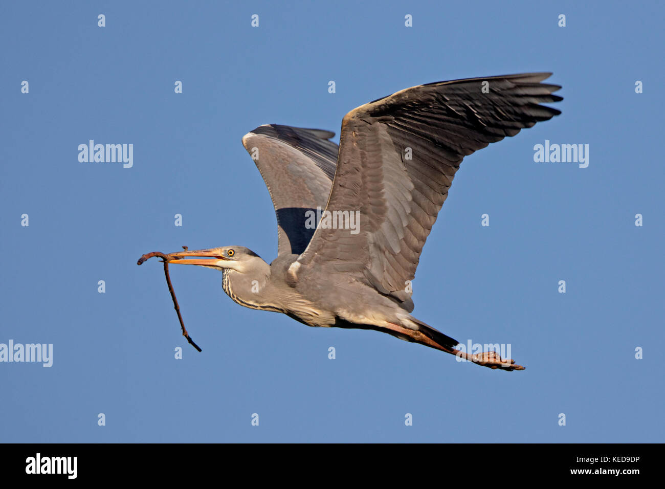 Airone cinerino (Ardea cinerea) con materiale di nidificazione nel suo becco, Germania, Europa Foto Stock