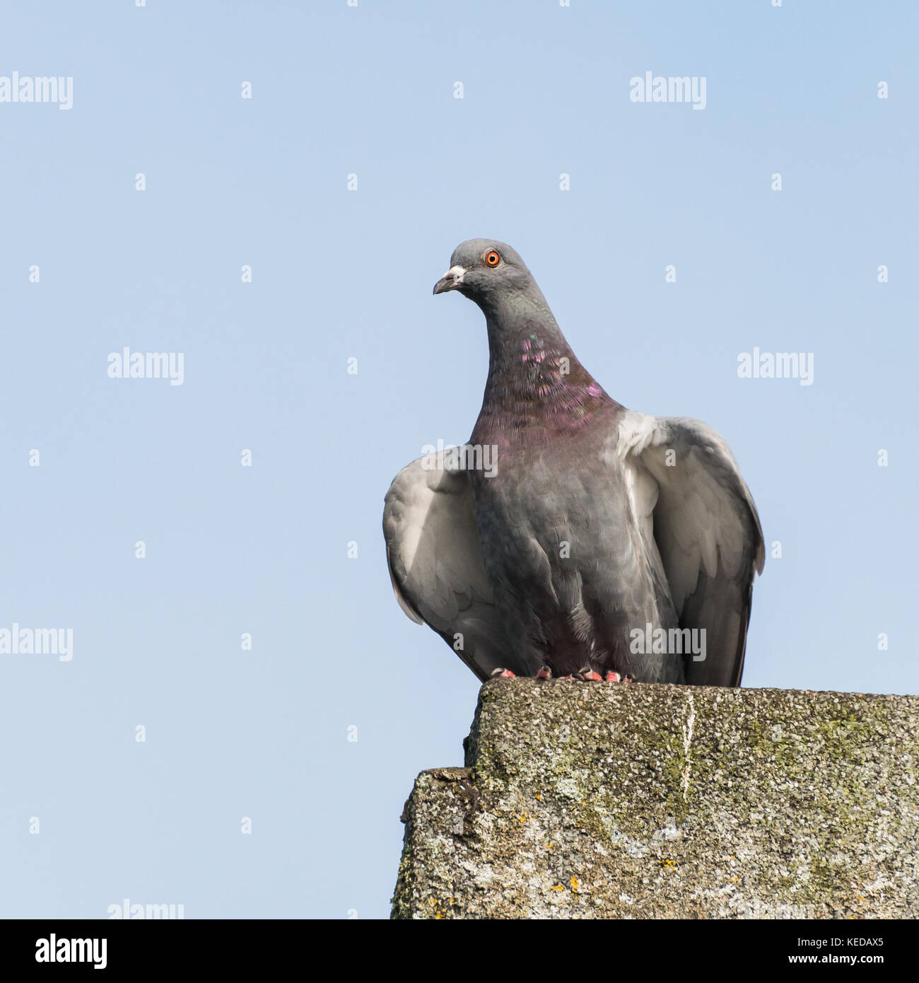 Un colpo di un Feral pigeon in piedi su un tetto. Foto Stock