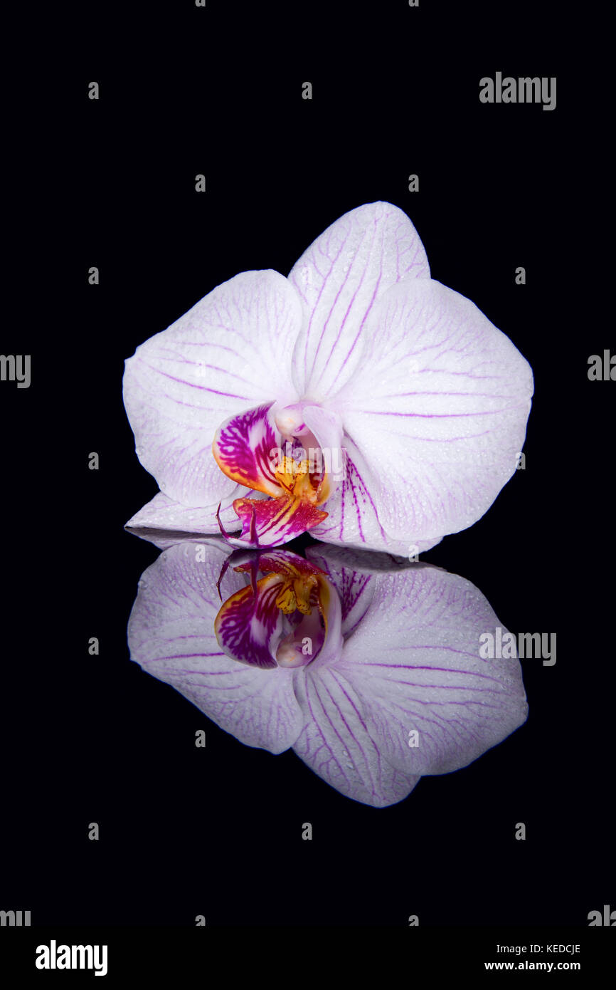Una orchid fiore con gocce di acqua e la riflessione su uno sfondo nero Foto Stock
