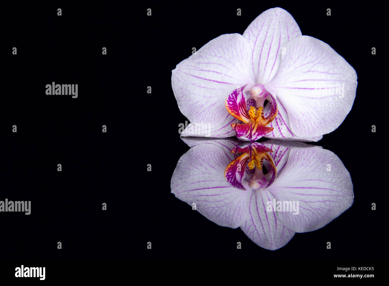 Una orchid fiore con gocce di acqua e la riflessione su uno sfondo nero Foto Stock